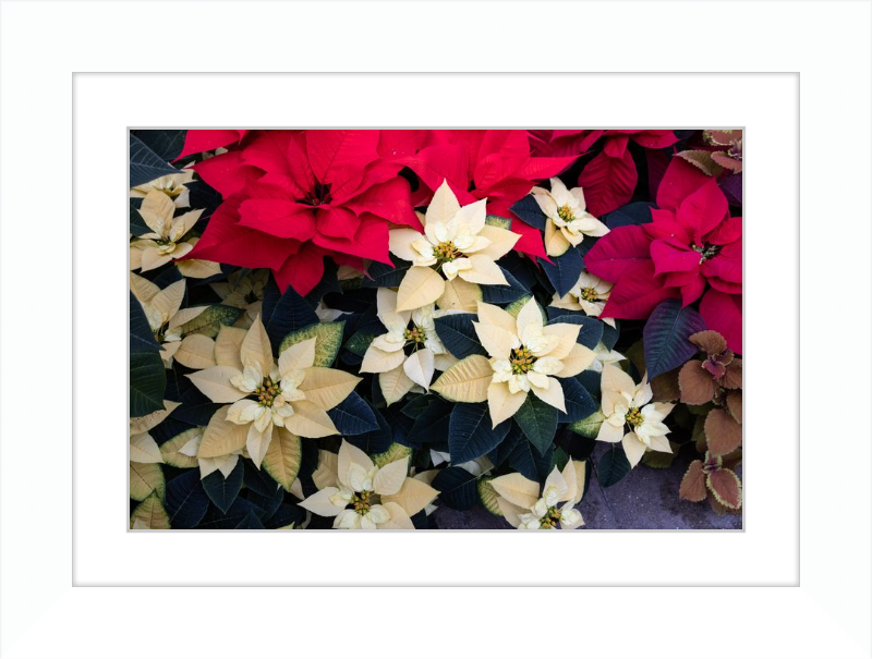 Poinsettia Perfect