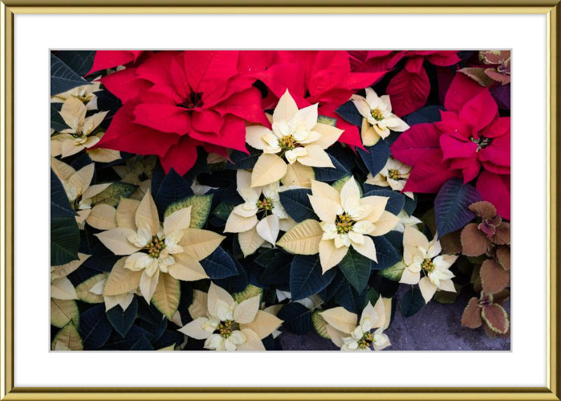 Poinsettia Perfect
