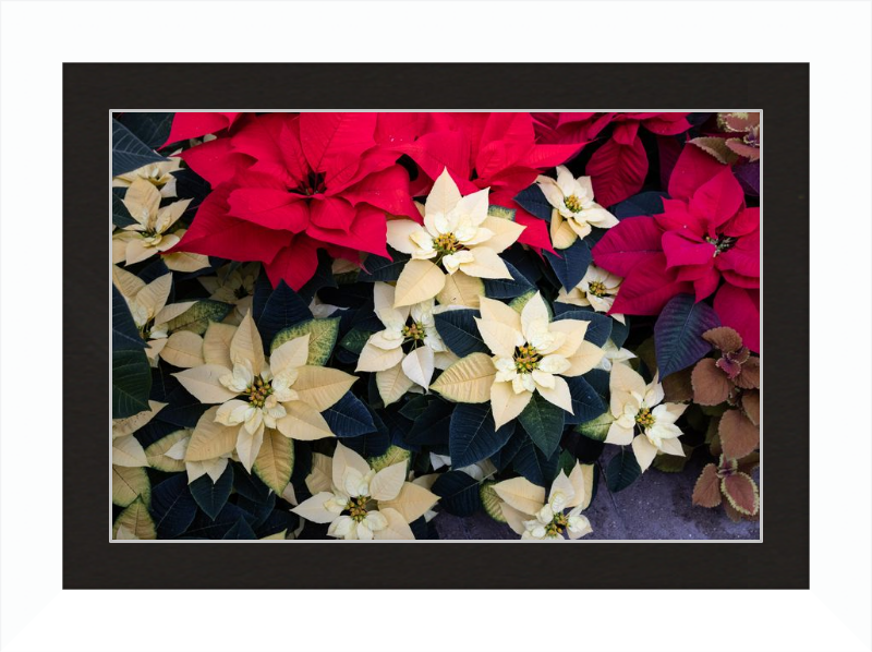 Poinsettia Perfect