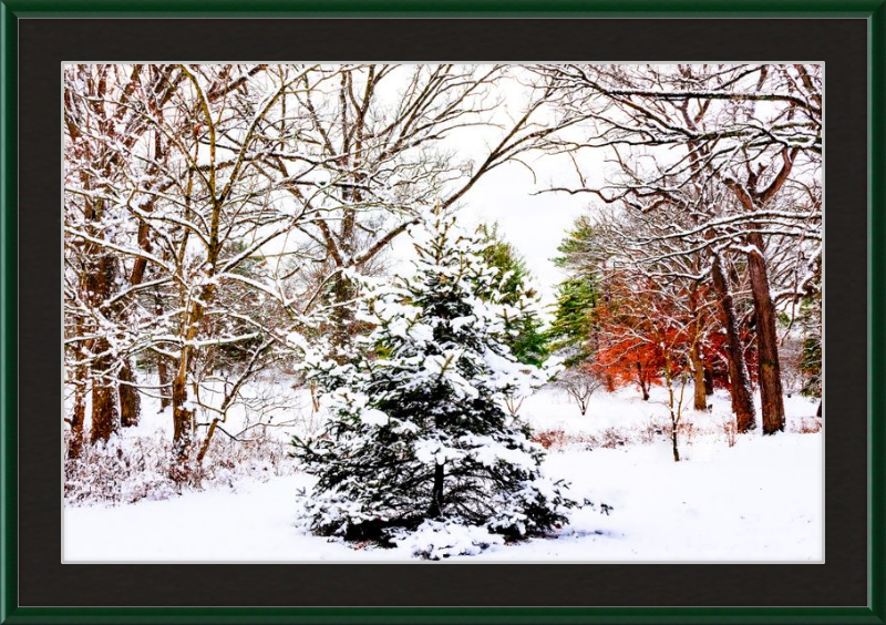 Evergreen Trees Loving the Snowfall