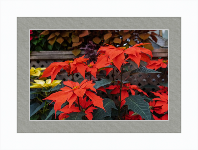Prancing Poinsettias