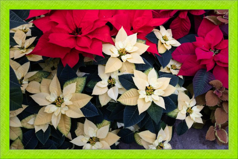 Poinsettia Perfect