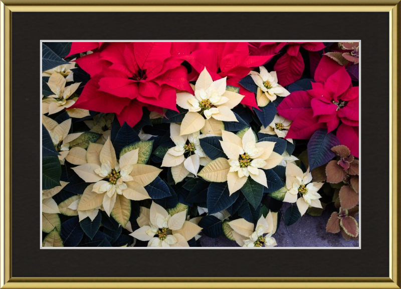 Poinsettia Perfect