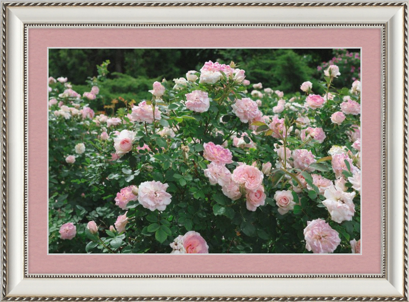 Mama Loved the Roses