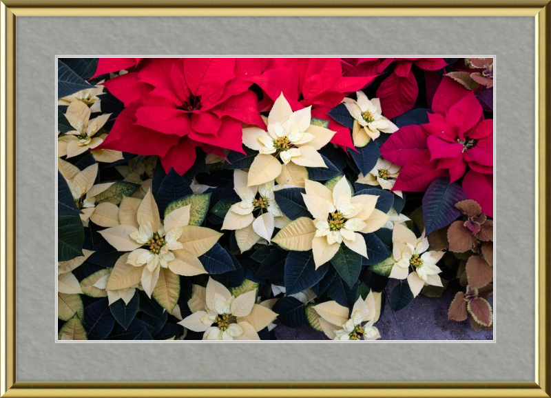 Poinsettia Perfect