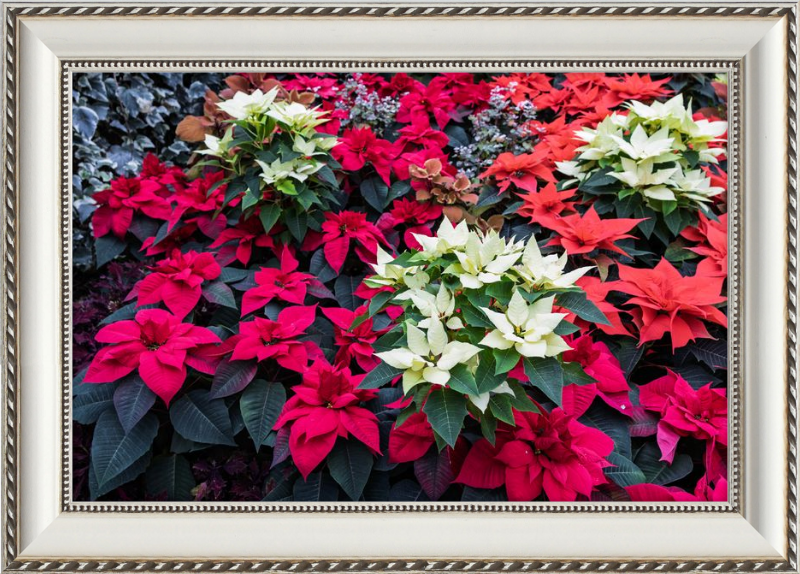 Poinsettias Peek at Boo