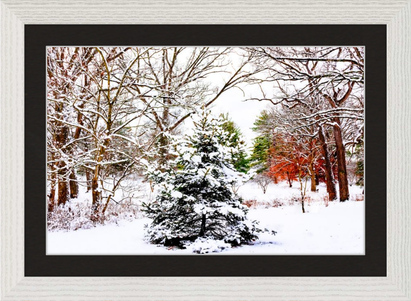 Evergreen Trees Loving the Snowfall