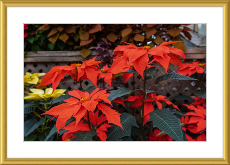 Prancing Poinsettias