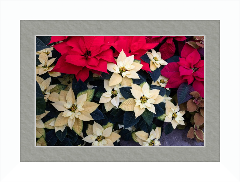 Poinsettia Perfect