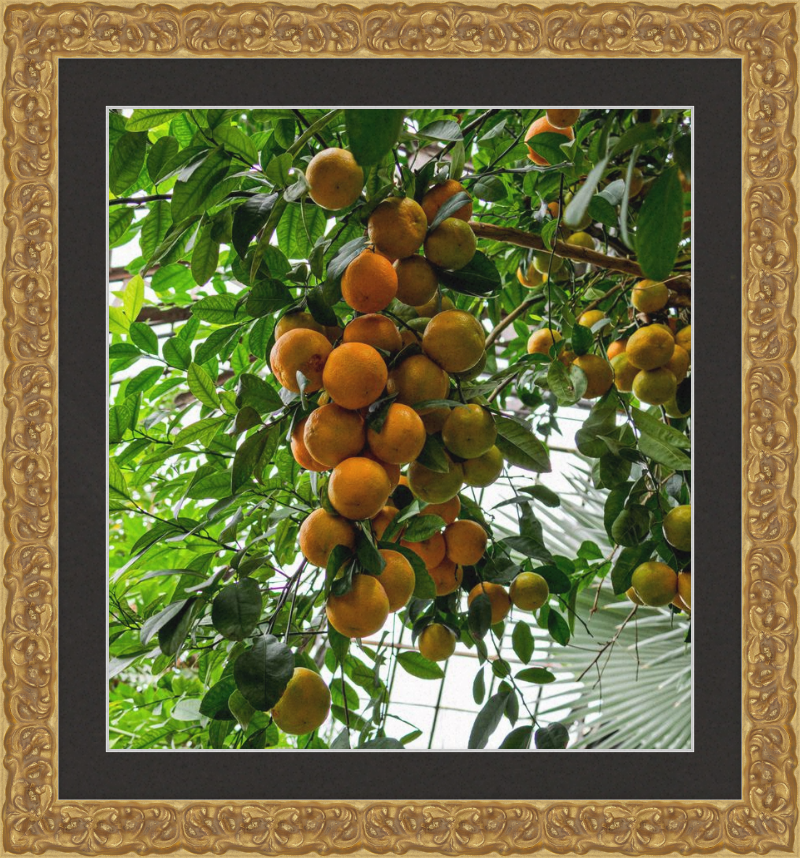 Oranges, Oranges, Oranges Everywhere!