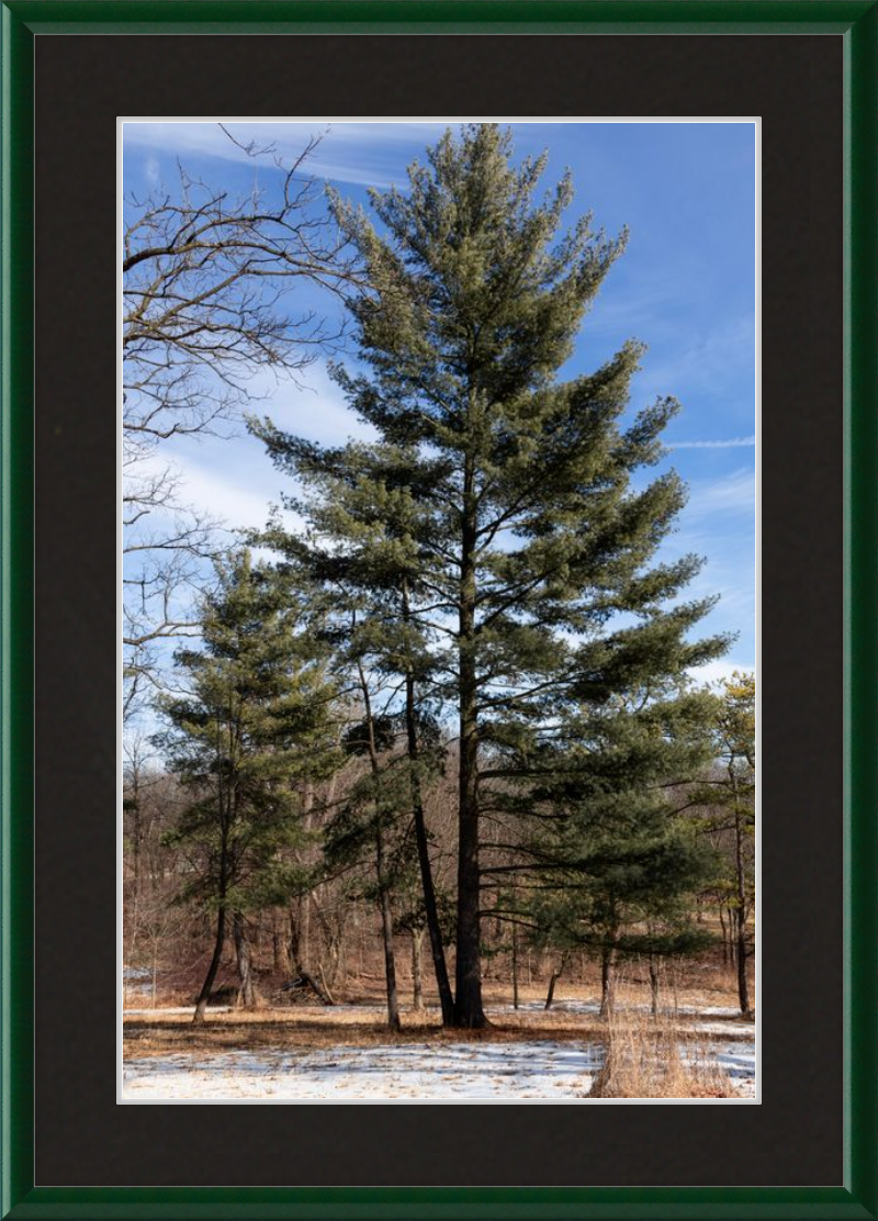 Evergreen. Enduring. Eternal