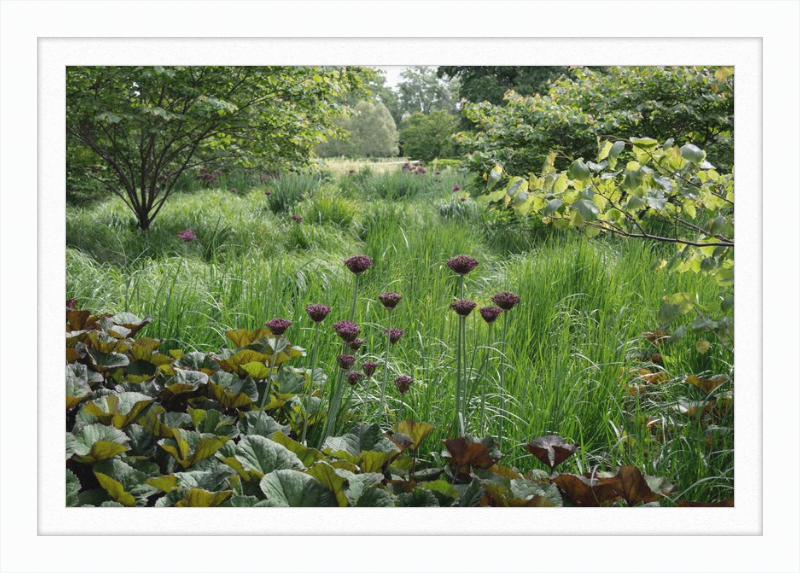 Waving Grass and Perky Flowers