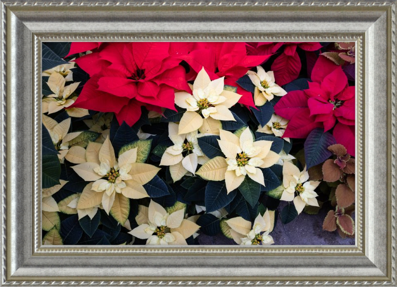 Poinsettia Perfect
