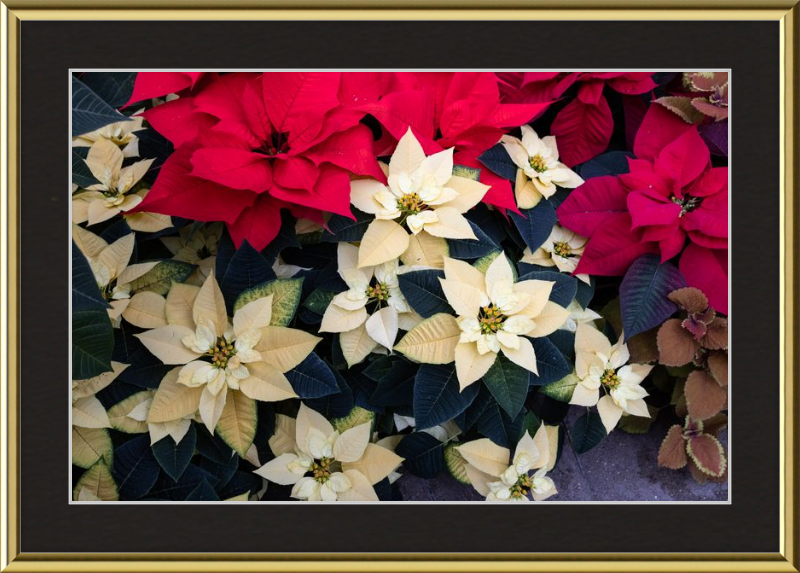 Poinsettia Perfect