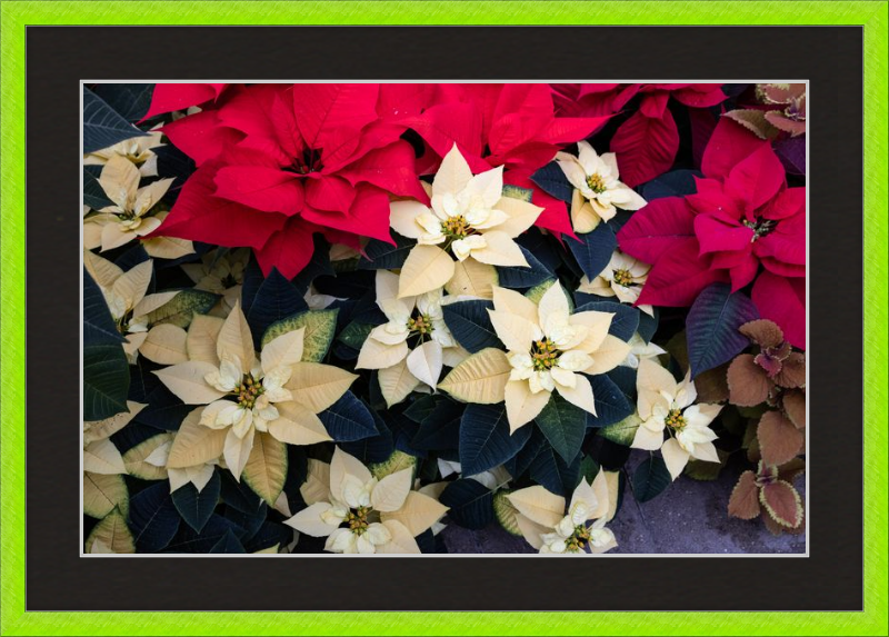 Poinsettia Perfect