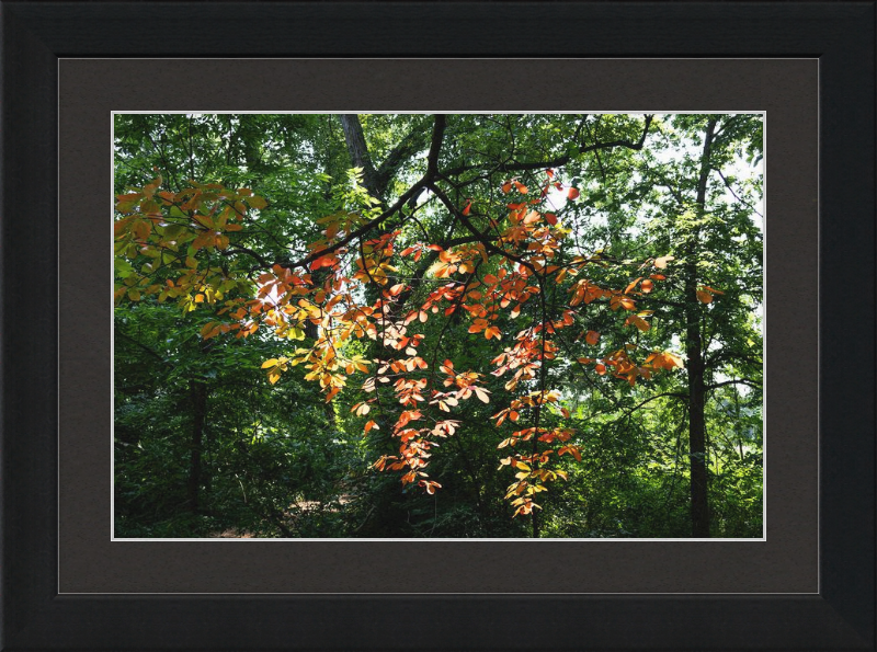 Summer Fading Into Autumn