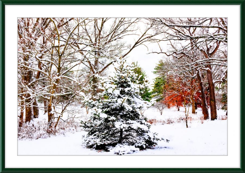 Evergreen Trees Loving the Snowfall