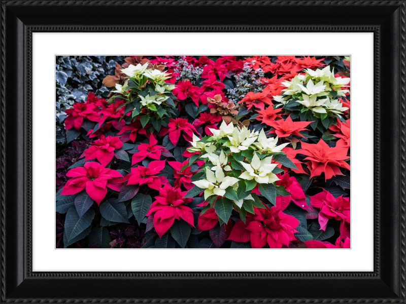 Poinsettias Peek at Boo