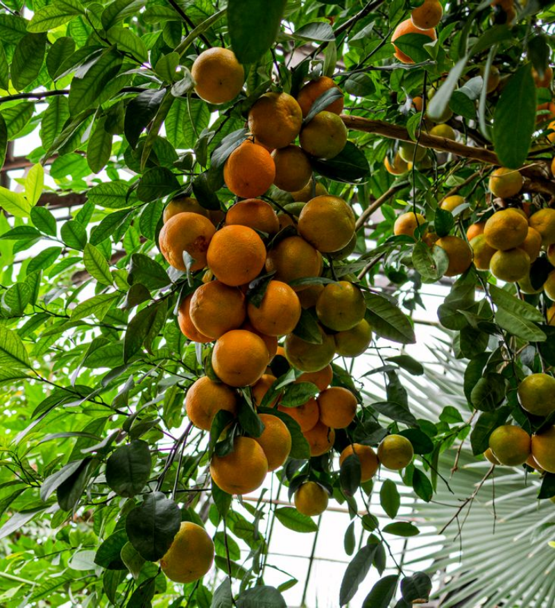 Oranges, Oranges, Oranges Everywhere!