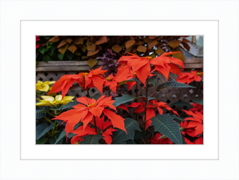 Prancing Poinsettias
