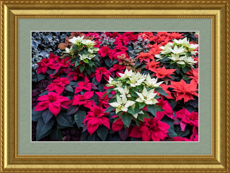 Poinsettias Peek at Boo