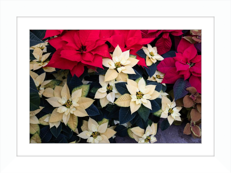Poinsettia Perfect