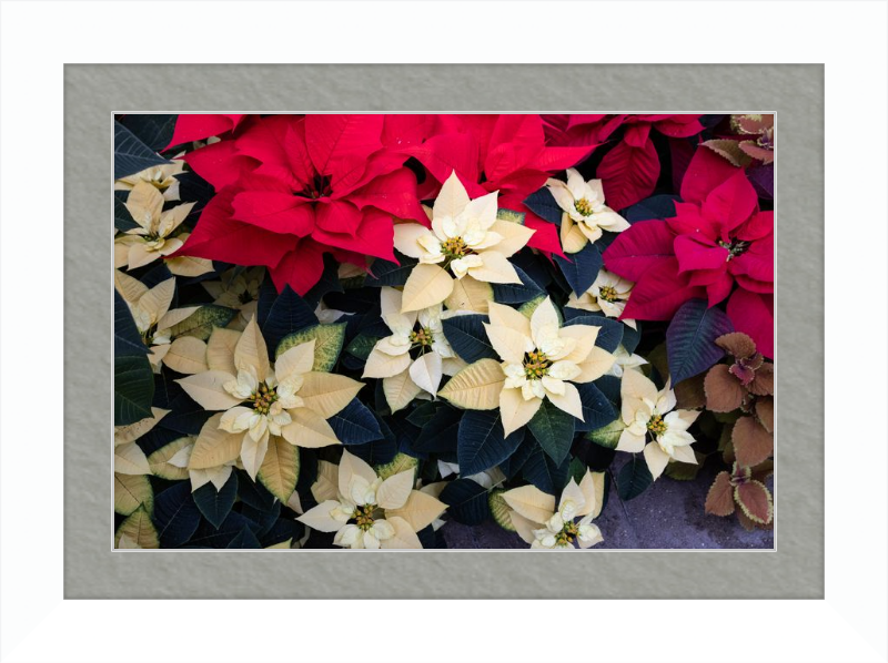 Poinsettia Perfect