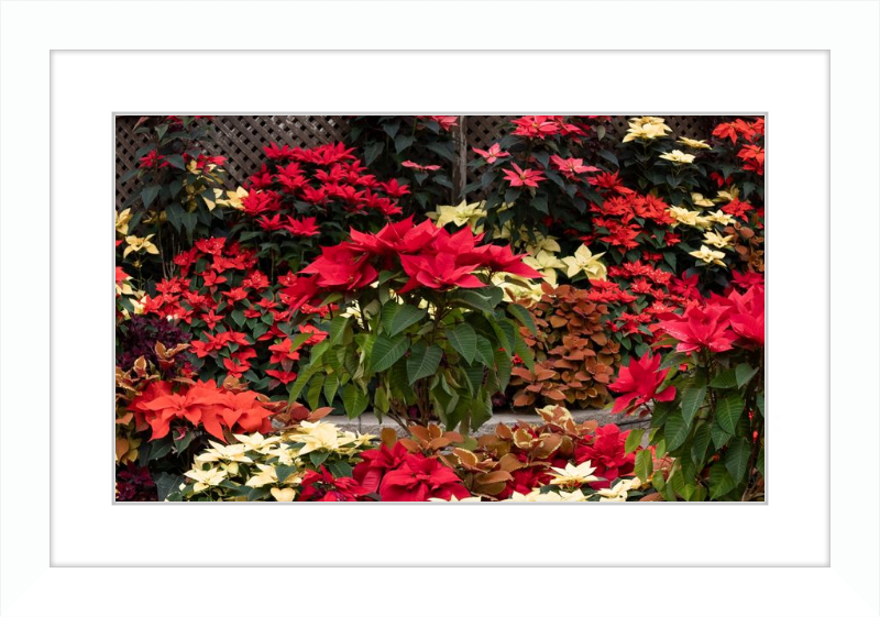 Poinsettia Posers