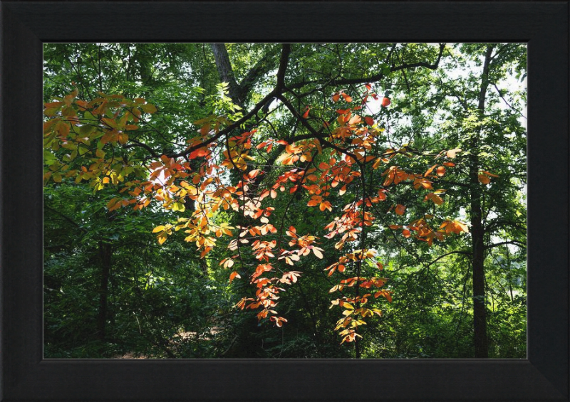 Summer Fading Into Autumn