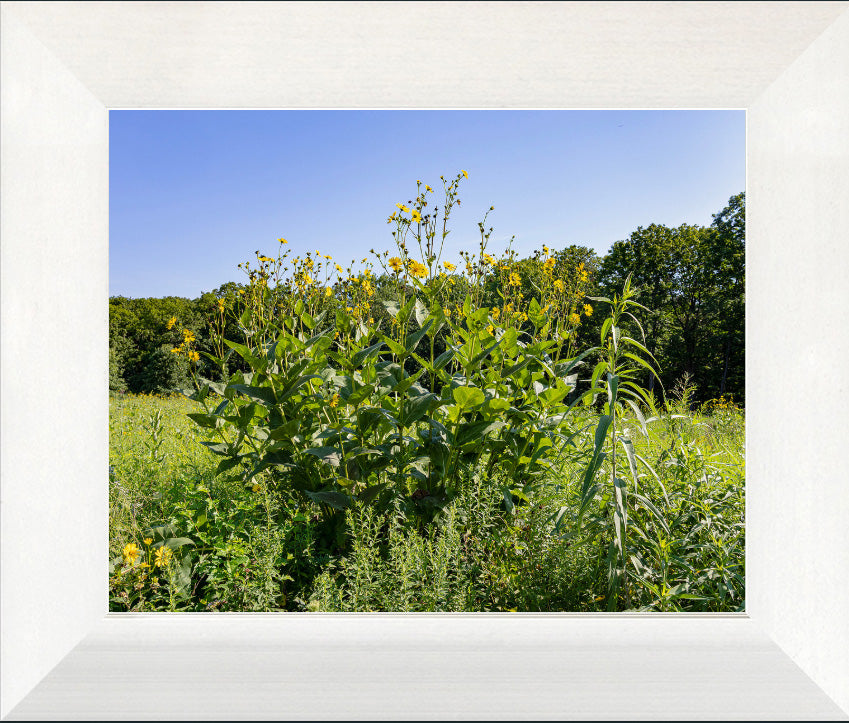 Nature's Prairie Bouquet