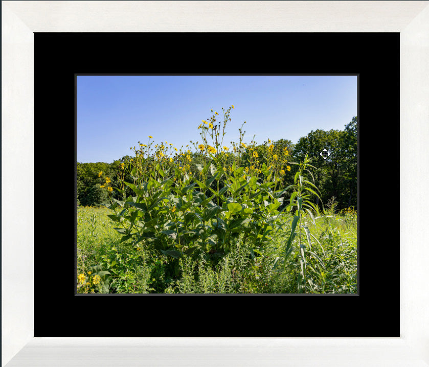 Nature's Prairie Bouquet