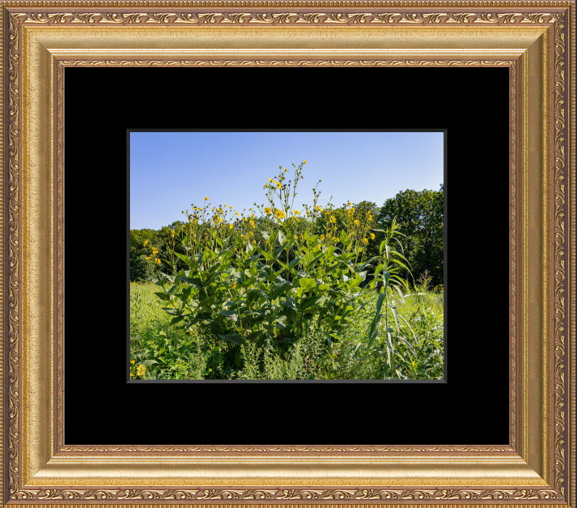 Nature's Prairie Bouquet