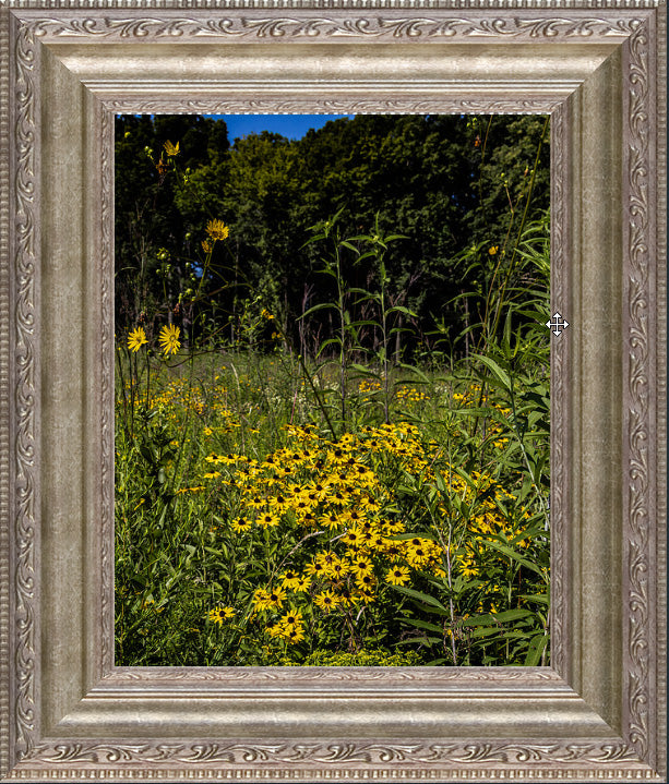 Prairie Flowers
