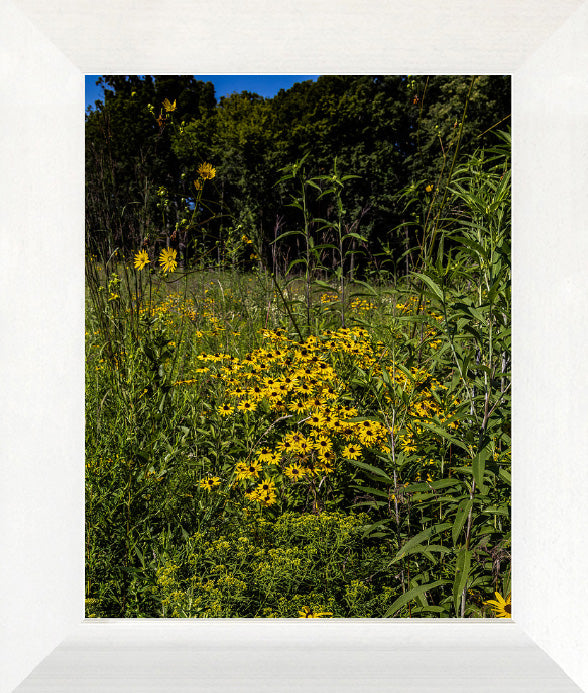Prairie Flowers