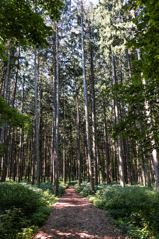 Spruce Walk