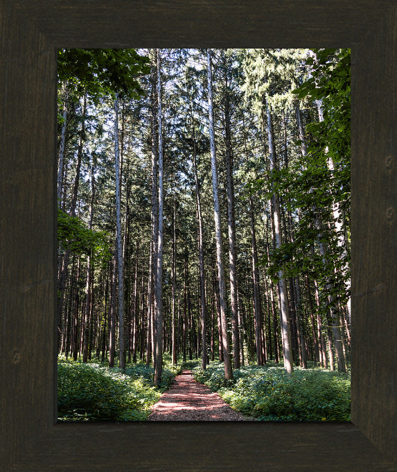 Spruce Walk
