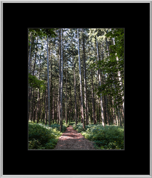 Spruce Walk