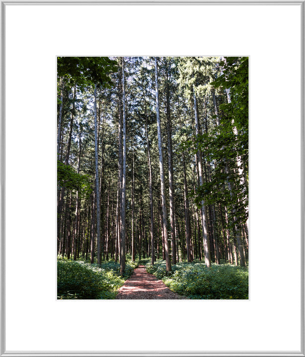 Spruce Walk
