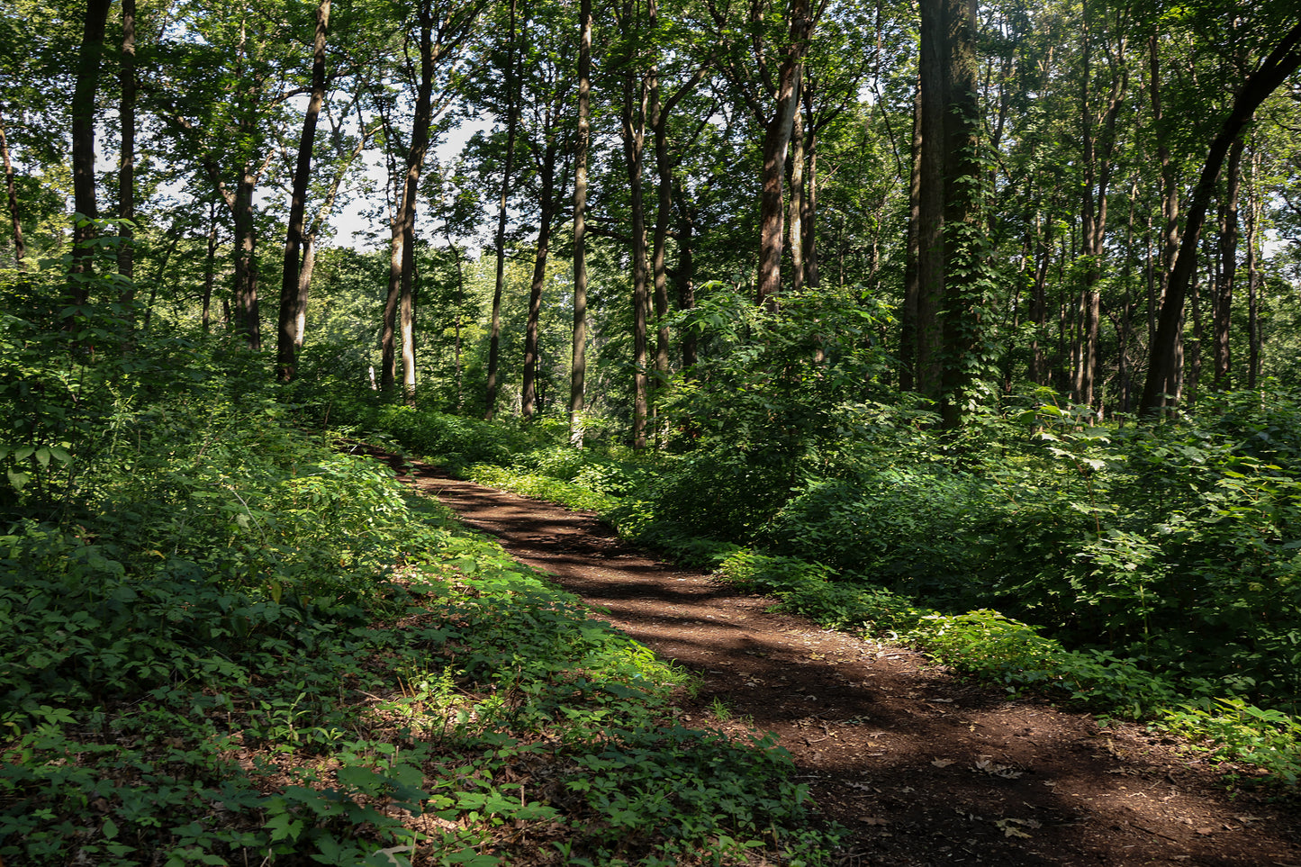 Walk in the Woods