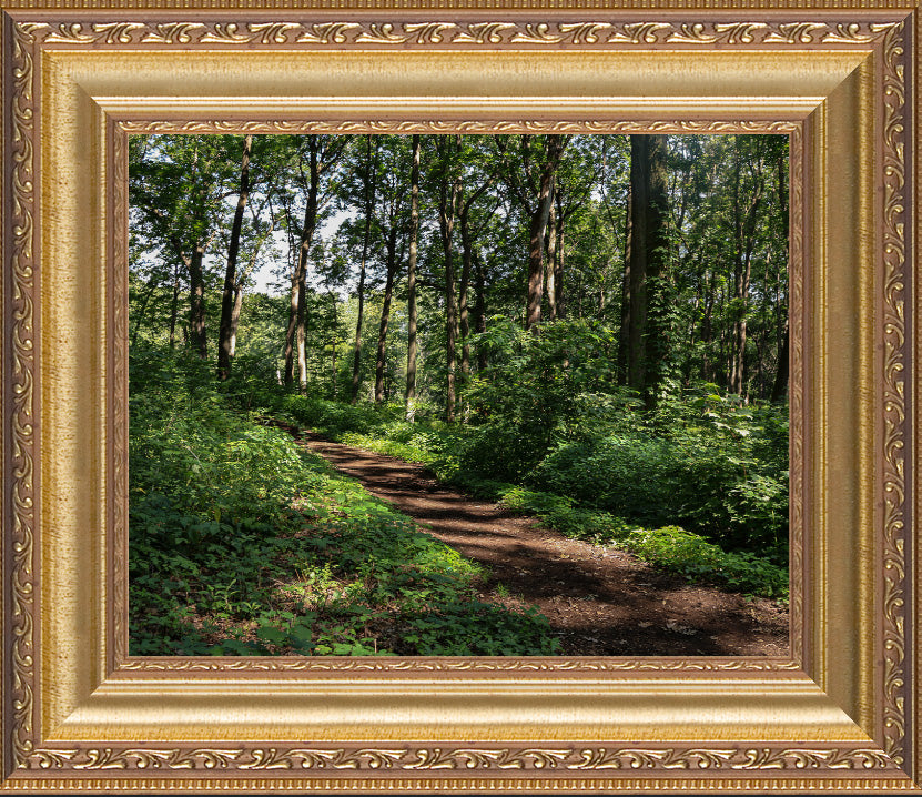 Walk in the Woods