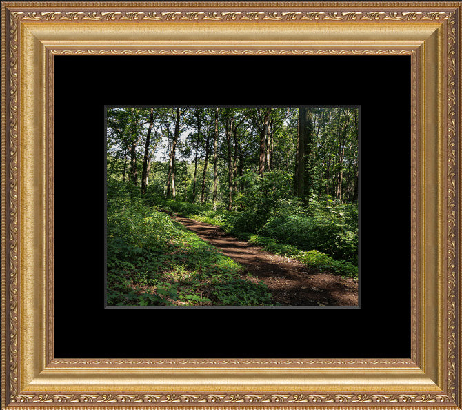 Walk in the Woods