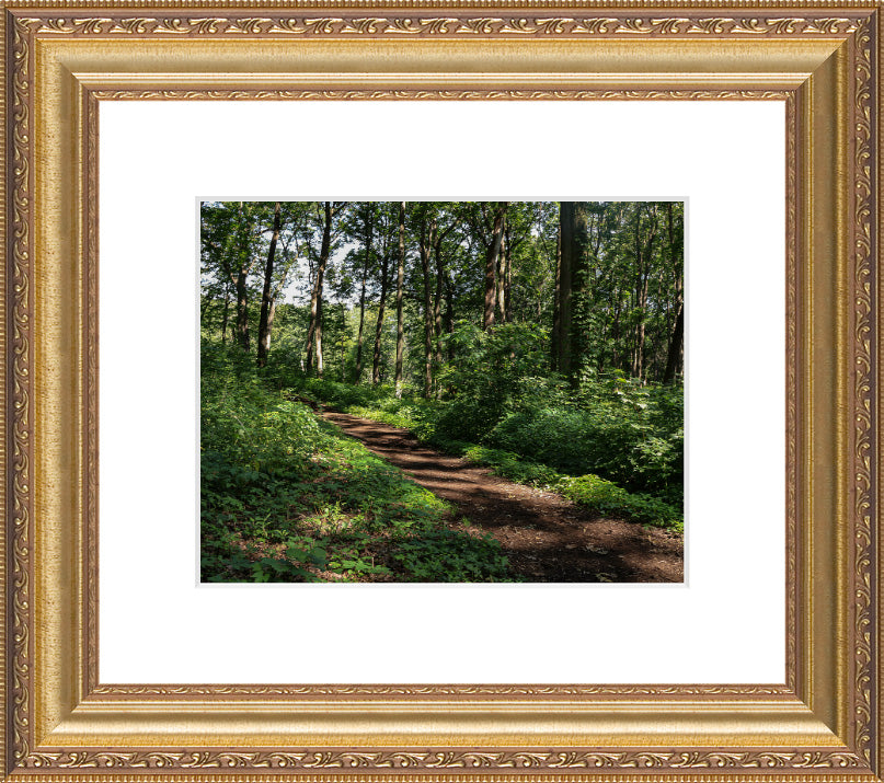 Walk in the Woods