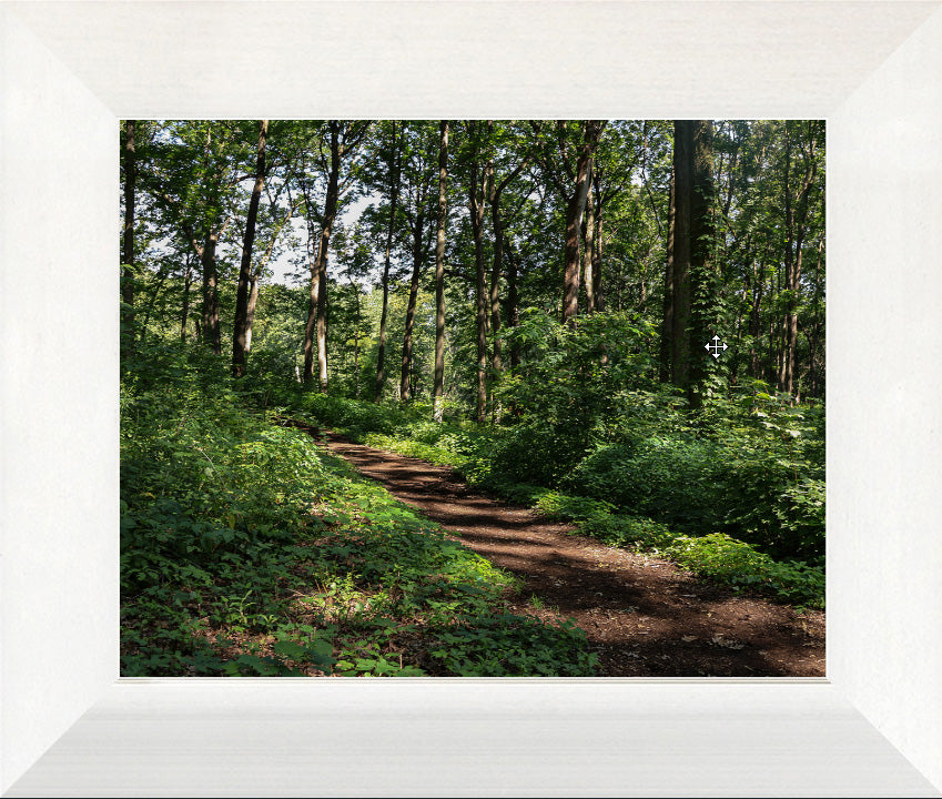 Walk in the Woods