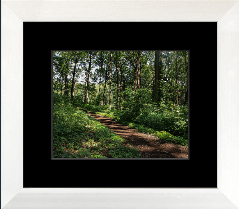 Walk in the Woods