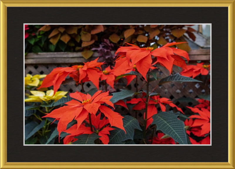 Prancing Poinsettias