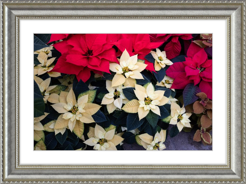 Poinsettia Perfect