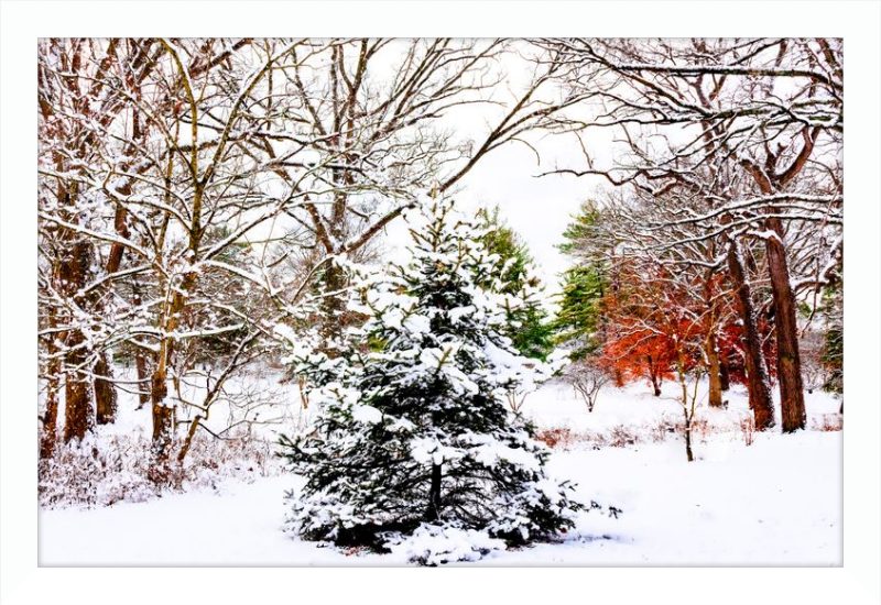 Evergreen Trees Loving the Snowfall