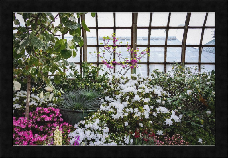 Conservatory View