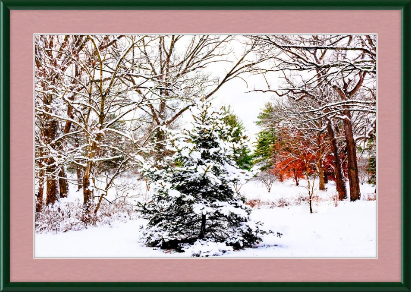 Evergreen Trees Loving the Snowfall