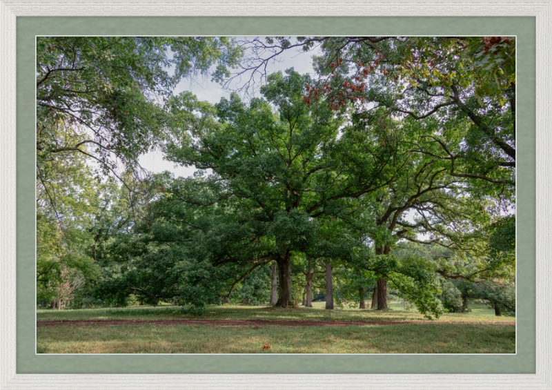 Mighty Tree Staring At Me